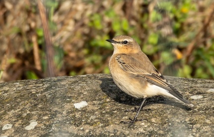 Traquet motteux Oenanthe oenanthe - Northern Wheatear