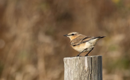 Traquet motteux Oenanthe oenanthe - Northern Wheatear