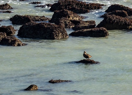 Eider à duvet Somateria mollissima - Common Eider