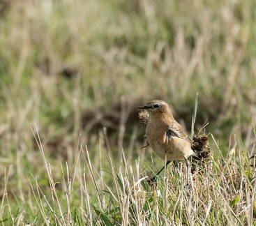 Traquet motteux Oenanthe oenanthe - Northern Wheatear