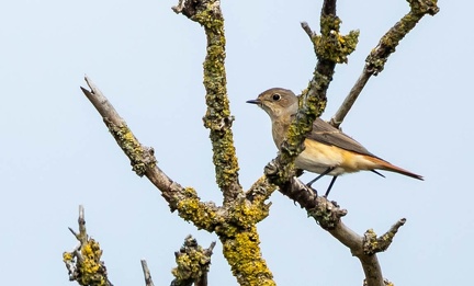 Rougequeue à front blanc Phoenicurus phoenicurus - Common Redstart