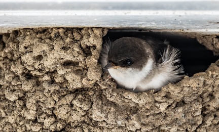 Hirondelle de fenêtre Delichon urbicum - Western House Martin