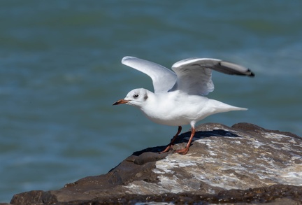 Mouette rieuse Chroicocephalus ridibundus - Black-headed Gull