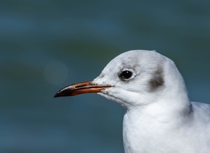 Mouette rieuse Chroicocephalus ridibundus - Black-headed Gull