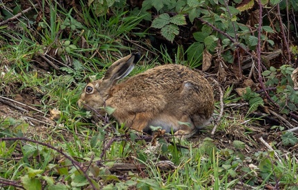 Lièvre d'Europe - Lièvre brun (Lepus europaeus) 