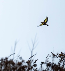 Chardonneret élégant Carduelis carduelis - European Goldfinch