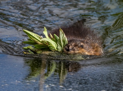 Rat musqué Ondatra zibethicus