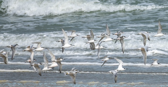 Sterne caugek Thalasseus sandvicensis - Sandwich Tern et Sterne pierregarin Sterna hirundo - Common Tern
