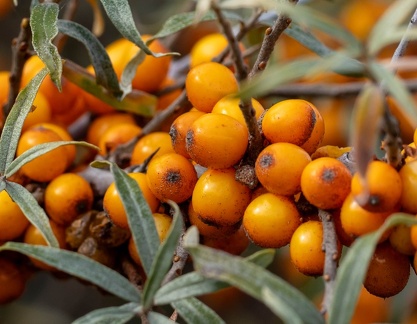 Argousier  (Hippophae rhamnoides)