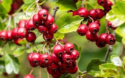 Aubépine lisse, Aubépine à deux styles - Aubépine épineuse (Crataegus laevigata)