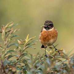 Tarier pâtre Saxicola rubicola - European Stonechat