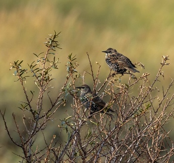 Étourneau sansonnet Sturnus vulgaris - Common Starling