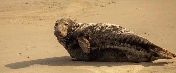 Phoque gris  Halichoerus grypus