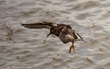 Bécasseau violet Calidris maritima - Purple Sandpiper