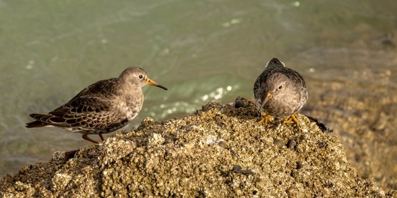 Bécasseau violet Calidris maritima - Purple Sandpiper