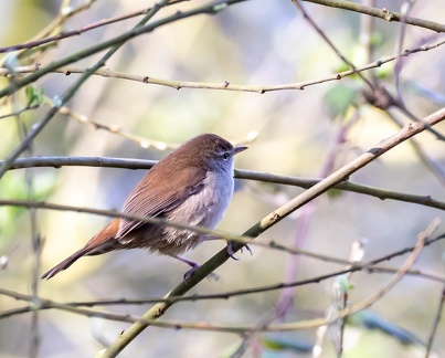  Bouscarle de Cetti Cettia cetti - Cetti's Warbler