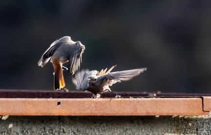 Rougequeue noir Phoenicurus ochruros - Black Redstart