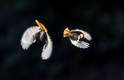 Rougequeue noir Phoenicurus ochruros - Black Redstart
