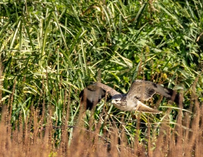  Buse variable Buteo buteo - Common Buzzard