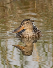 Canard souchet Spatula clypeata - Northern Shoveler