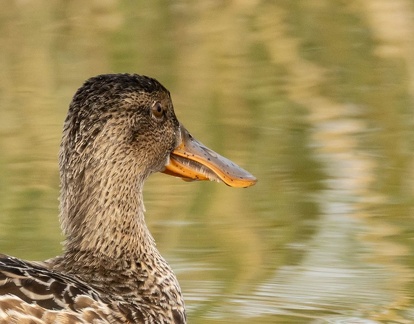 Canard souchet Spatula clypeata - Northern Shoveler