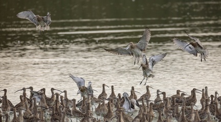 Courlis cendré Numenius arquata - Eurasian Curlew