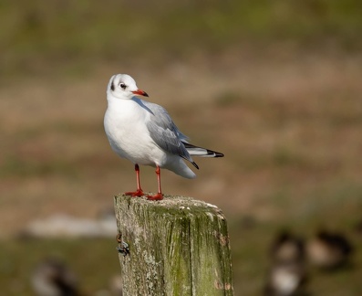 Mouette rieuse Chroicocephalus ridibundus - Black-headed Gull