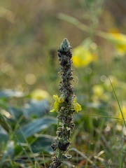 Molène thapsus  Verbascum thapsus · Molène Bouillon-blanc, Grande molène, Bouillon-blanc, Herbe de saint Fiacre