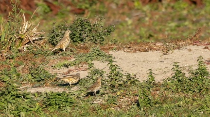 Grive draine Turdus viscivorus - Mistle Thrush et Grive mauvis Turdus iliacus - Redwing