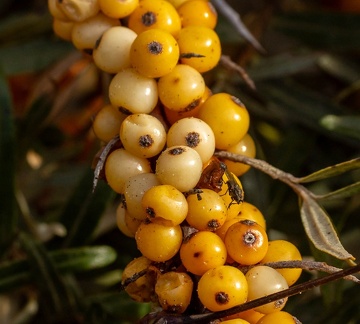 Argousier  (Hippophae rhamnoides)