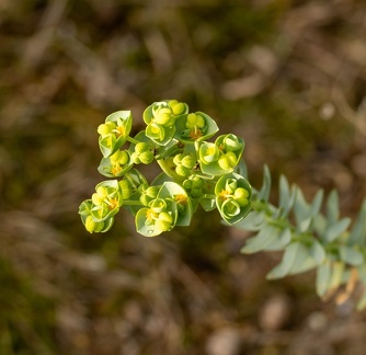 Euphorbe maritime  Euphorbia paralias