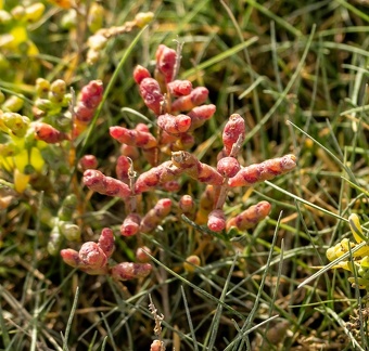 Salicornia quinqueflora