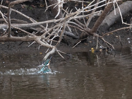Martin-pêcheur d'Europe Alcedo atthis - Common Kingfisher