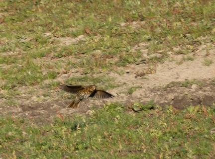Grive mauvis Turdus iliacus - Redwing