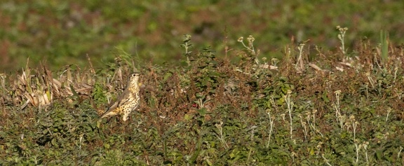 Grive draine Turdus viscivorus - Mistle Thrush