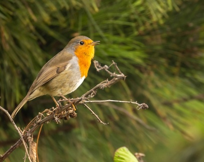 Rougegorge familier Erithacus rubecula - European Robin
