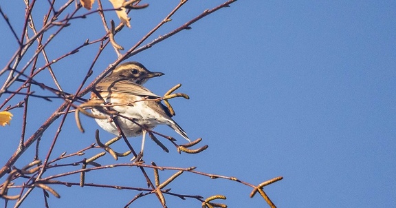 Grive mauvis Turdus iliacus - Redwing