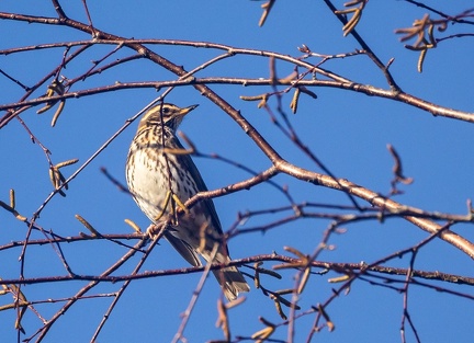Grive mauvis Turdus iliacus - Redwing