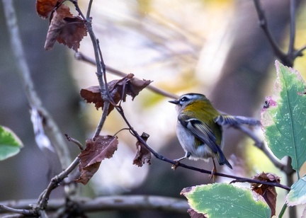 Roitelet triple-bandeau Regulus ignicapilla - Common Firecrest