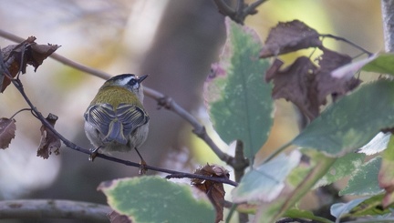 Roitelet triple-bandeau Regulus ignicapilla - Common Firecrest