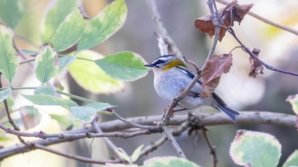 Roitelet triple-bandeau Regulus ignicapilla - Common Firecrest