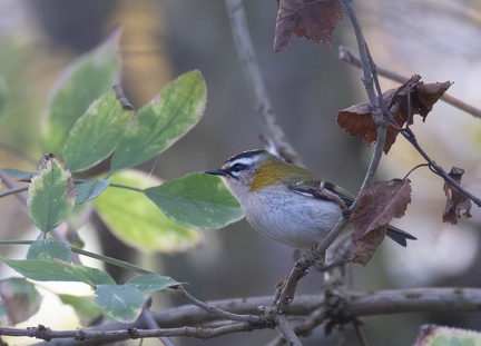 Roitelet triple-bandeau Regulus ignicapilla - Common Firecrest