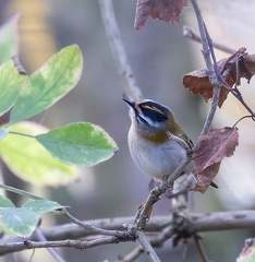 Roitelet triple-bandeau Regulus ignicapilla - Common Firecrest