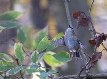 Roitelet triple-bandeau Regulus ignicapilla - Common Firecrest