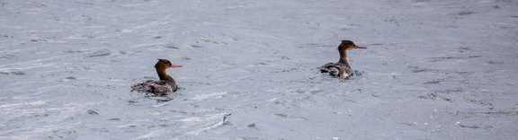 Harle huppé Mergus serrator - Red-breasted Merganser