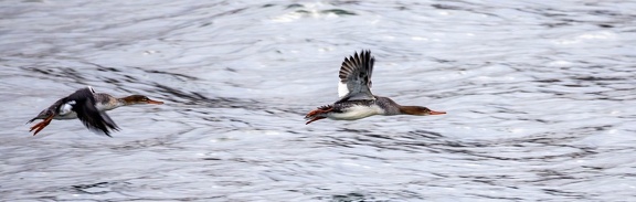 Harle huppé Mergus serrator - Red-breasted Merganser
