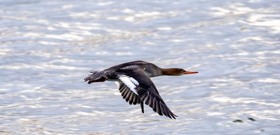Harle huppé Mergus serrator - Red-breasted Merganser