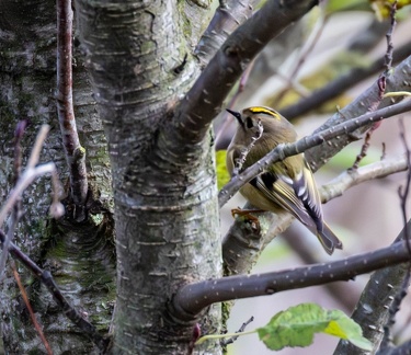 Roitelet huppé Regulus regulus - Goldcrest