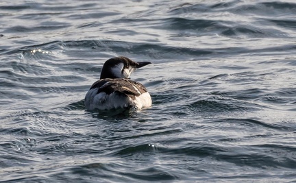 Guillemot de Troïl Uria aalge - Common Murre