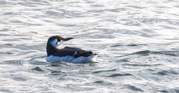Guillemot de Troïl Uria aalge - Common Murre
